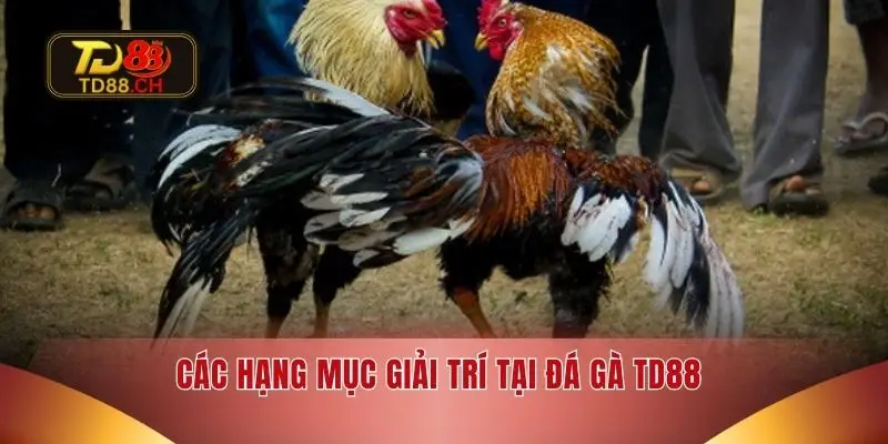 Các hạng mục giải trí tại đá gà TD88