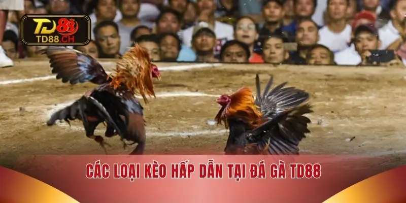 Các loại kèo hấp dẫn tại đá gà TD88