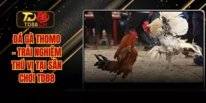 Đá gà thomo