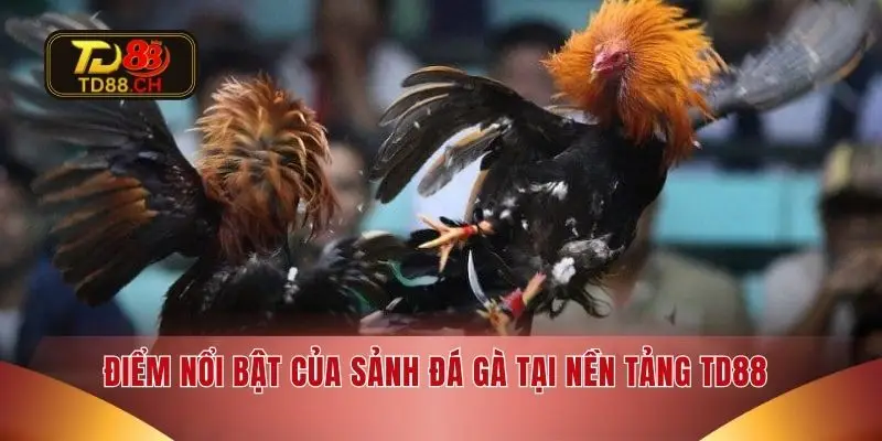 Điểm nổi bật của sảnh đá gà tại nền tảng TD88