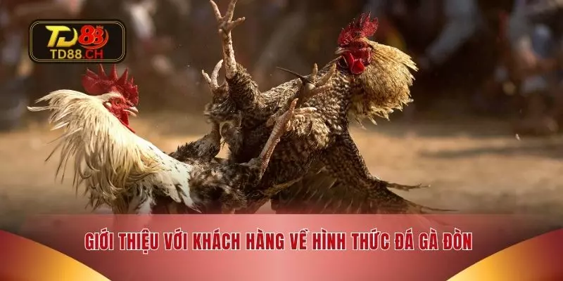 Giới thiệu với khách hàng về hình thức đá gà đòn