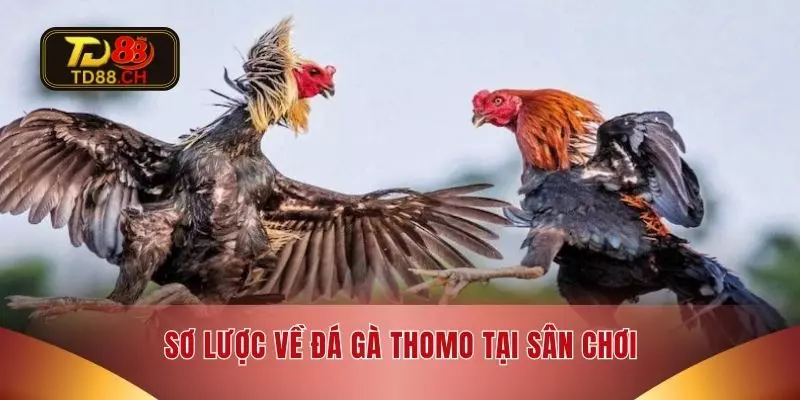 Sơ lược về đá gà thomo tại sân chơi