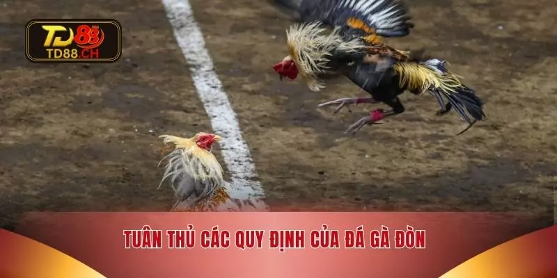 Tuân thủ các quy định của đá gà đòn